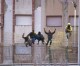 Más de 200 inmigrantes llegan al CETI de Melilla tras un nuevo salto masivo