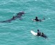 Australia se encuentra dividida ante las medidas que permiten la pesca y matanza de tiburones