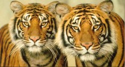 fotos-tigres